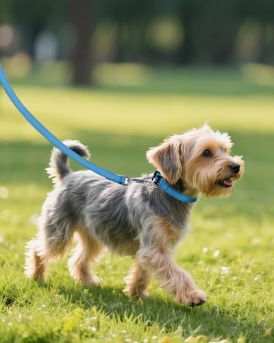 Joytale Feather-Light Dog Collar for Small & Medium Dogs, 3/4", Sky Blue