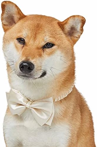 Blueberry Pet Dog of Honor Wedding Collar, Small, Elastic Breakaway Quick Release Dog Cat Collar with Tuxedo-Like Ivory Bowtie