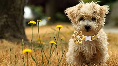 Lionet Paws Dog Collar with Flower, Soft and Comfortable, Adjustable Collar for Puppies and Cats Girl, Neck 8-12 inches