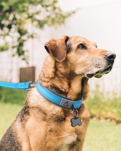 Joytale Reflective Dog Collar for XLarge Dogs with Wide Padding, Sky Blue