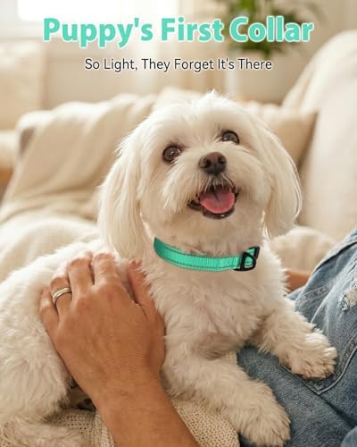 Joytale Feather-Light Dog Collar for Small Dogs & Puppies, 5/8", Turquoise