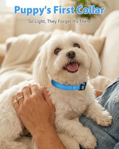 Joytale Feather-Light Dog Collar for Small & Medium Dogs, 3/4", Sky Blue