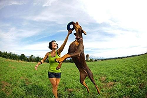 Chuckit! Amphibious ZipFlight Floating & Flying Disc Dog Toy, Medium, 8.5in, Assorted Colors