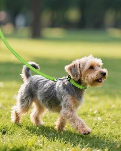 Joytale Feather-Light Dog Collar for Small & Medium Dogs, 3/4", Green