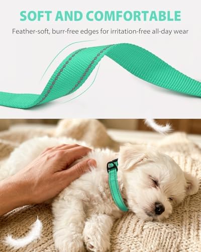 Joytale Feather-Light Dog Collar for Small Dogs & Puppies, 5/8", Turquoise