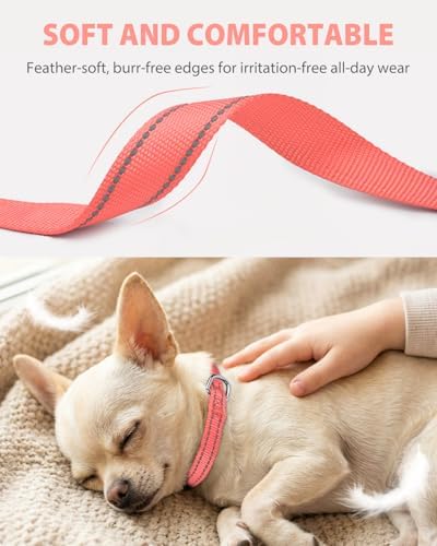 Joytale Feather-Light Puppy Collar for Extra Small Dogs, 3/8", Neon Pink