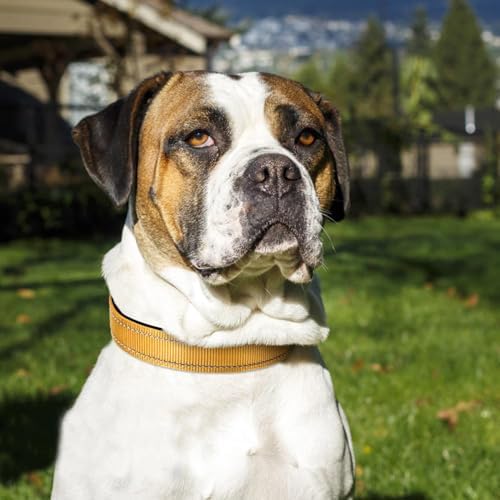 Joytale Reflective Dog Collar, Adjustable Neoprene Padded, Khaki XL