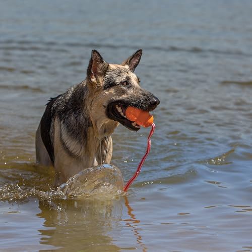 KONG Aqua Floating Fetch Toy, Natural Rubber, Orange, for Large Dogs | Floating KONG Natural Rubber Water Toy with Foam Interior & Rope for Farther Throwing & Easy Retrieval Play
