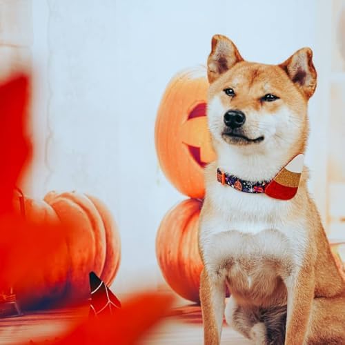 Blueberry Pet Halloween Candy Corn Adjustable Dog Collar with Detachable Glitter Accessory, Small, Neck 12"-16"