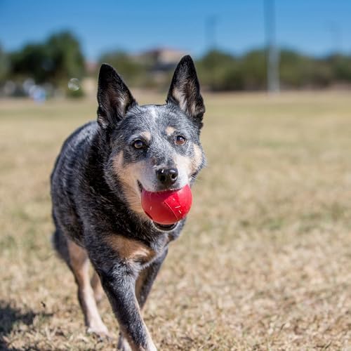 KONG Ball with Hole, Natural Rubber Fetch Toy, Red, for Small Dogs | KONG Durable Natural Rubber Fetch Ball with a Hole, Great for Training & Interactive Playtime with Your Dog