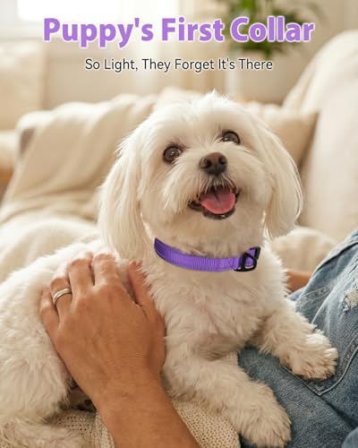 Joytale Feather-Light Dog Collar for Small & Medium Dogs, 3/4", Purple