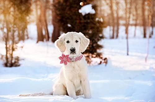 Lionet Paws Dog Collar with Flower, Soft and Comfortable, Adjustable Collar for Puppies and Cats Girl, Neck 8-12 inches