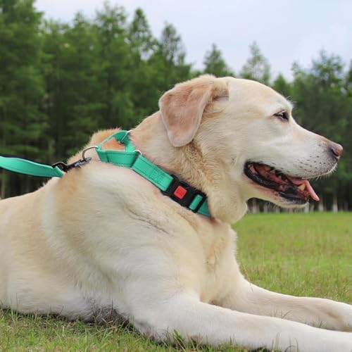 Joytale Martingale Collar for Dogs, Escape Proof No Pull, Teal, L