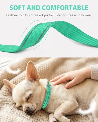Joytale Feather-Light Puppy Collar for Extra Small Dogs, 3/8", Turquoise