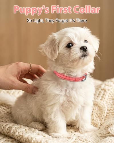 Joytale Feather-Light Puppy Collar for Extra Small Dogs, 3/8", Neon Pink