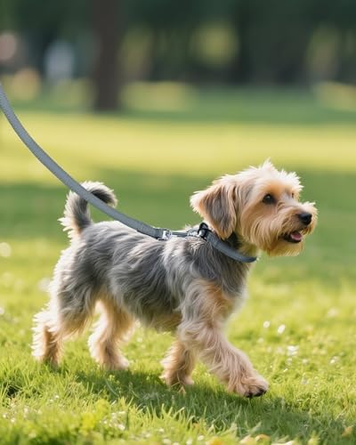 Joytale Feather-Light Dog Collar for Small Dogs & Puppies, 5/8", Gray