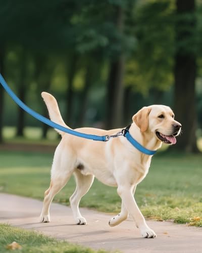 Joytale Feather-Light Dog Collar for Extra Large Dogs, 1 1/4", Sky Blue