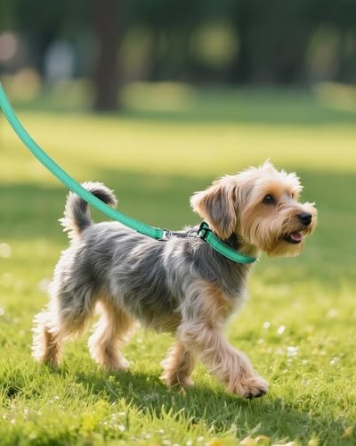 Joytale Feather-Light Dog Collar for Small & Medium Dogs, 3/4", Turquoise