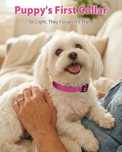 Joytale Feather-Light Dog Collar for Small & Medium Dogs, 3/4", Hotpink