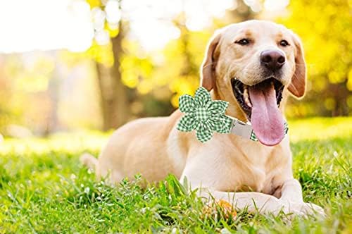 Lionet Paws Dog Collar with Flower, Soft and Comfortable, Adjustable Collar for Medium Dogs Girl, Neck 13.5-22 inches