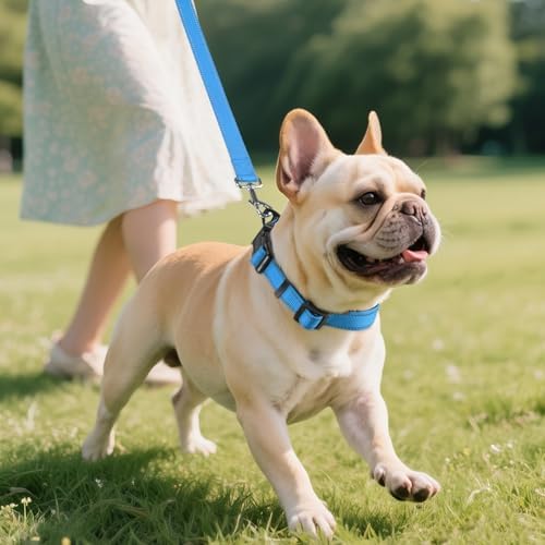 Joytale Reflective Dog Collar, Adjustable Neoprene Padded, Sky Blue M