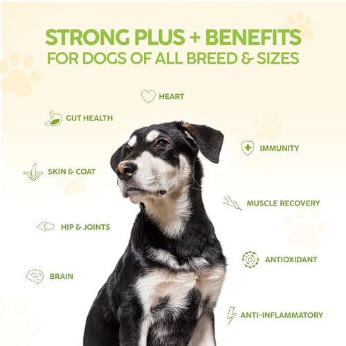 King Kanine Strong Plus Probiotic, Protein & Joints 6 oz | Organic Powder to Improve Join Mobility & Gut Health | Supplement for Dogs Care Made with Minerals & Vitamins | Veterinarian Approved
