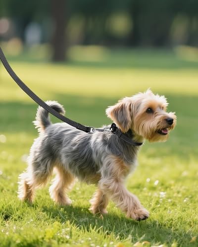 Joytale Dog Collar (10-16") and 6FT x 1" Wide Dog Leash Set, Reflective and Adjustable Nylon Collar and Padded Handle Leash for Small Dogs, Black, S
