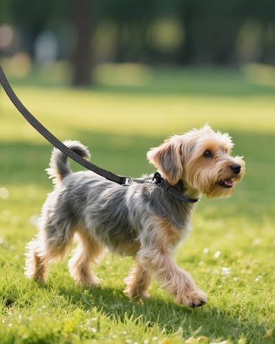 Joytale Feather-Light Dog Collar for Small Dogs & Puppies, 5/8", Black