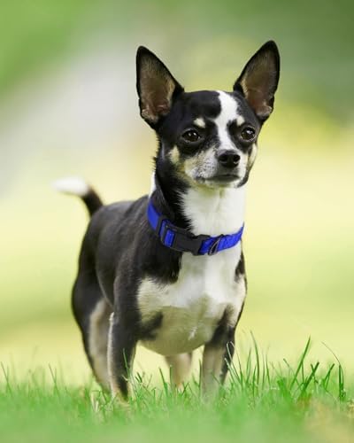 Joytale Reflective Dog Collar, Adjustable Neoprene Padded, Navy Blue XS