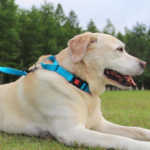 Joytale Martingale Collar for Dogs, Escape Proof No Pull, Sky Blue, L