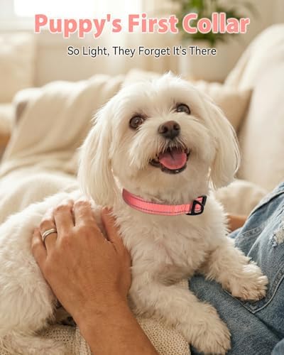 Joytale Feather-Light Dog Collar for Small & Medium Dogs, 3/4", Neon Pink