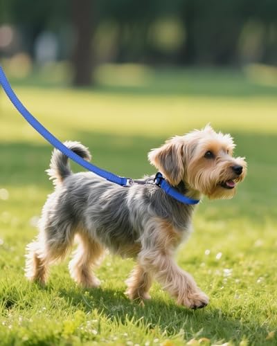 Joytale Feather-Light Dog Collar for Small & Medium Dogs, 3/4", Navy Blue