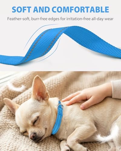 Joytale Feather-Light Puppy Collar for Extra Small Dogs, 3/8", Sky Blue