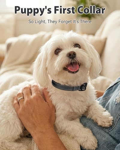 Joytale Feather-Light Dog Collar for Small & Medium Dogs, 3/4", Black