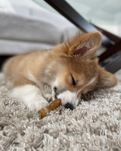Nylabone Puppy Chew Teething Bone Dog Chew Toys, Chicken Flavor, 2 Count | For medium breed puppies up to 35 lbs, teething toys for puppies, puppy enrichment, puppy teething relief, soothes sore gums