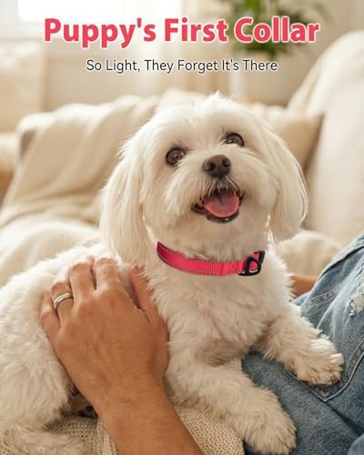 Joytale Feather-Light Dog Collar for Small & Medium Dogs, 3/4", Red