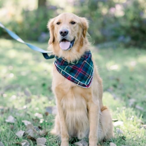 Lionet Paws Christmas Dog Bandana Washable Cotton Handkerchief Scarf Triangle Green Bandanas for Medium, Large (Pack of 1), Medium, Green