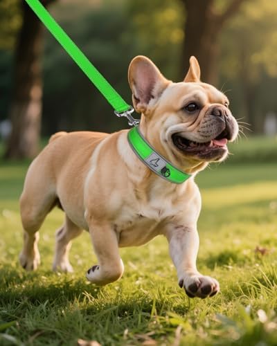 Joytale Reflective Dog Collar for Small Dogs with Wide Padding, Green