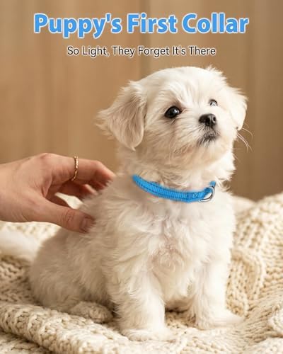 Joytale Feather-Light Puppy Collar for Extra Small Dogs, 3/8", Sky Blue