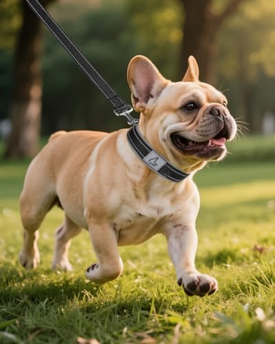 Joytale Reflective Dog Collar for Small Dogs with Wide Padding, Black