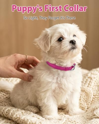 Joytale Feather-Light Puppy Collar for Extra Small Dogs, 3/8", Hotpink