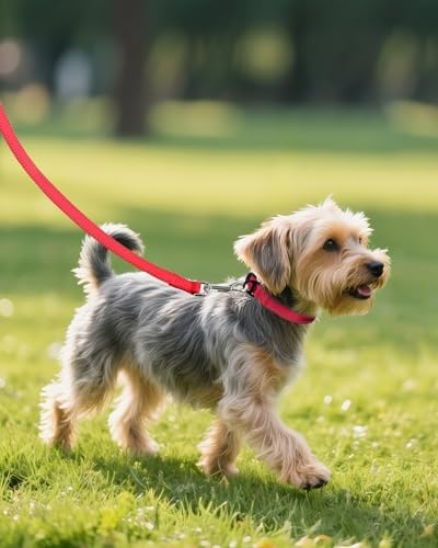 Joytale Feather-Light Dog Collar for Small & Medium Dogs, 3/4", Red