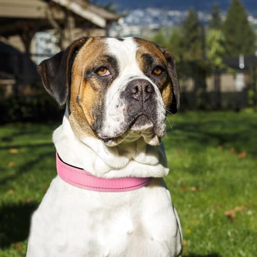 Joytale Reflective Dog Collar, Adjustable Neoprene Padded, Pink XL