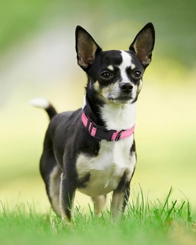 Joytale Reflective Dog Collar, Adjustable Neoprene Padded, Pink S