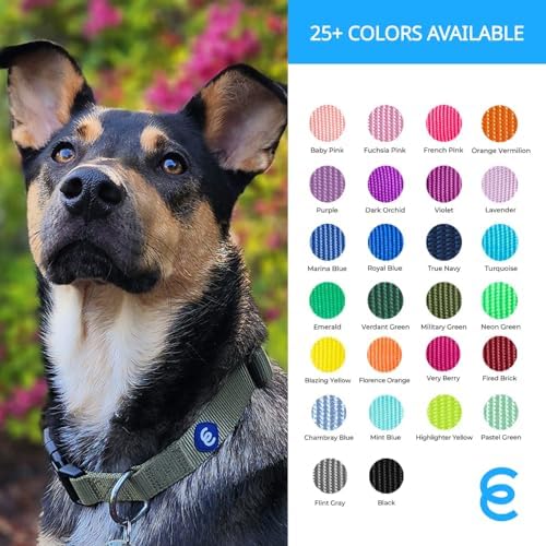 Blueberry Pet Essentials Florence Orange Adjustable Nylon Dog Collar for X-SmallDogs, Classic Solid Color Pet Safety & Style for X-SmallDogs