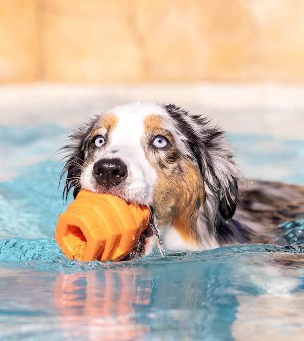 Hive Chew Toy for M/L Dogs – Orange/Sweet Mango Scent – Chew, Fetch, & Treat-Dispensing Enrichment Toy, Floats, Made in USA, Pairs with Hive Chew Sticks for M/L Dogs