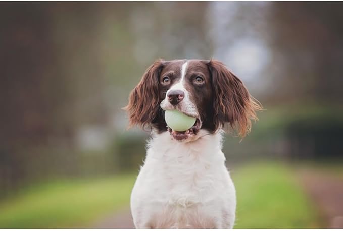 Chuckit! Max Glow Bouncy Ball, Glowin the Dark, XL 3.5in | Photoluminescent Rubber Ball Recharges Fast Under Any Bright Light for Nighttime Fetch, Launcher Compatible