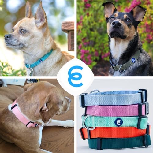 Blueberry Pet Essentials Matching Small Dog Collar & Key Holder Set | Adjustable Classic Solid Color Nylon Dog Collars for Small Dogs w/Key Holder | Military Green Dog Collar for Small Dogs
