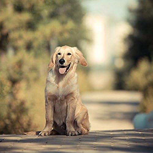 Puppy Pads, 34" x 28" XXL-Large, Ultra Absorbent - All Day Premium Dog Pads - 42 Count by Petphabet