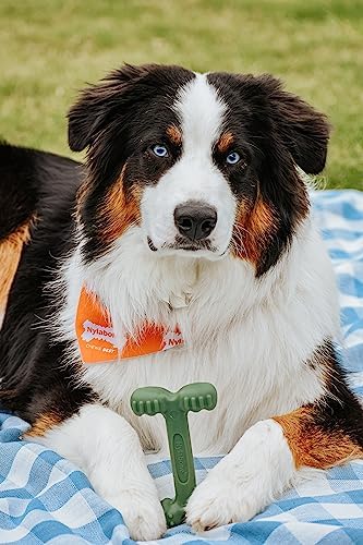 Nylabone Power Chew Easy Hold Bone Dog Chew Toy, Bacon Flavor, Large | Teeth-cleaning textures, easy to hold, durable dog toy for aggressive chewers up to 50 lbs, discourages destructive chewing